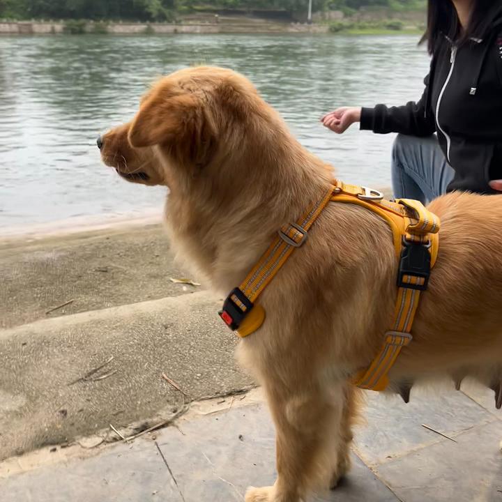 A nervous dog looking more relaxed while wearing an anxiety wrap